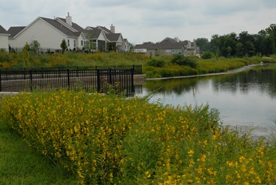 Dardenne-BaratHaven_Flowers-by-the-Lake